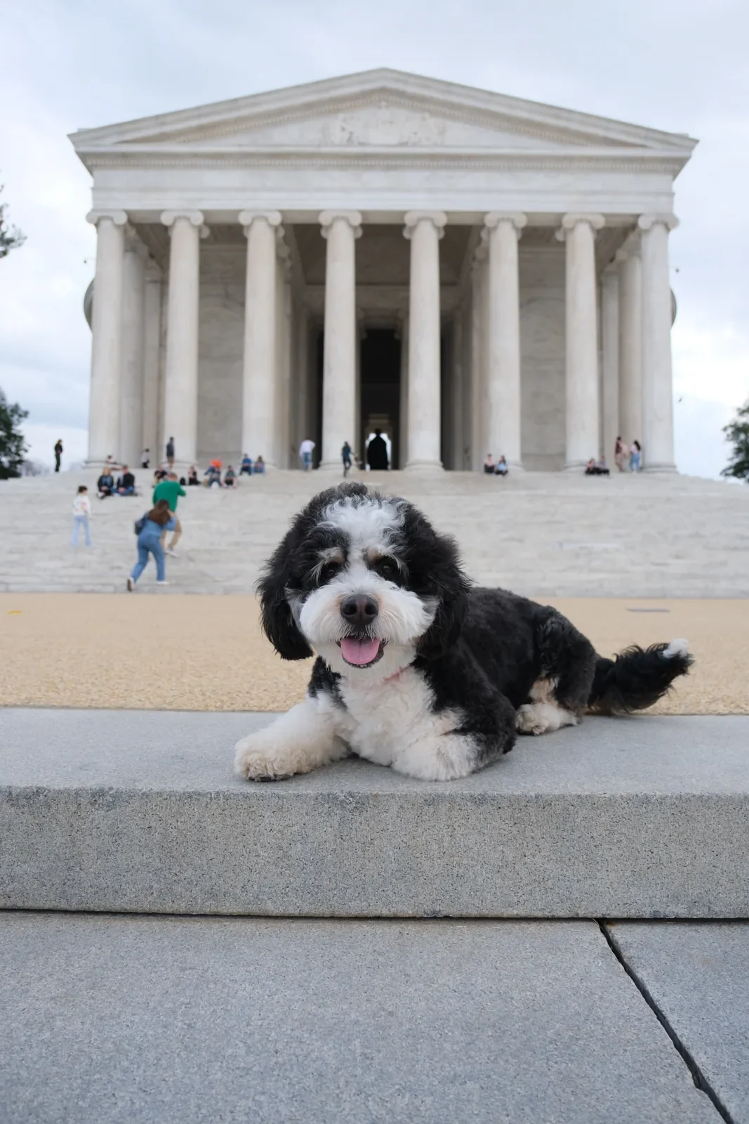Mochi relaxing on the steps of a Washington, DC memorial