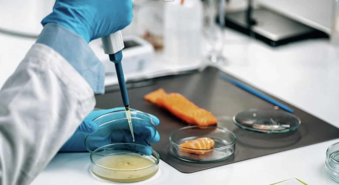 A laboratory technician testing a salmon sample