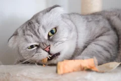 A gray cat eating a salmon treat